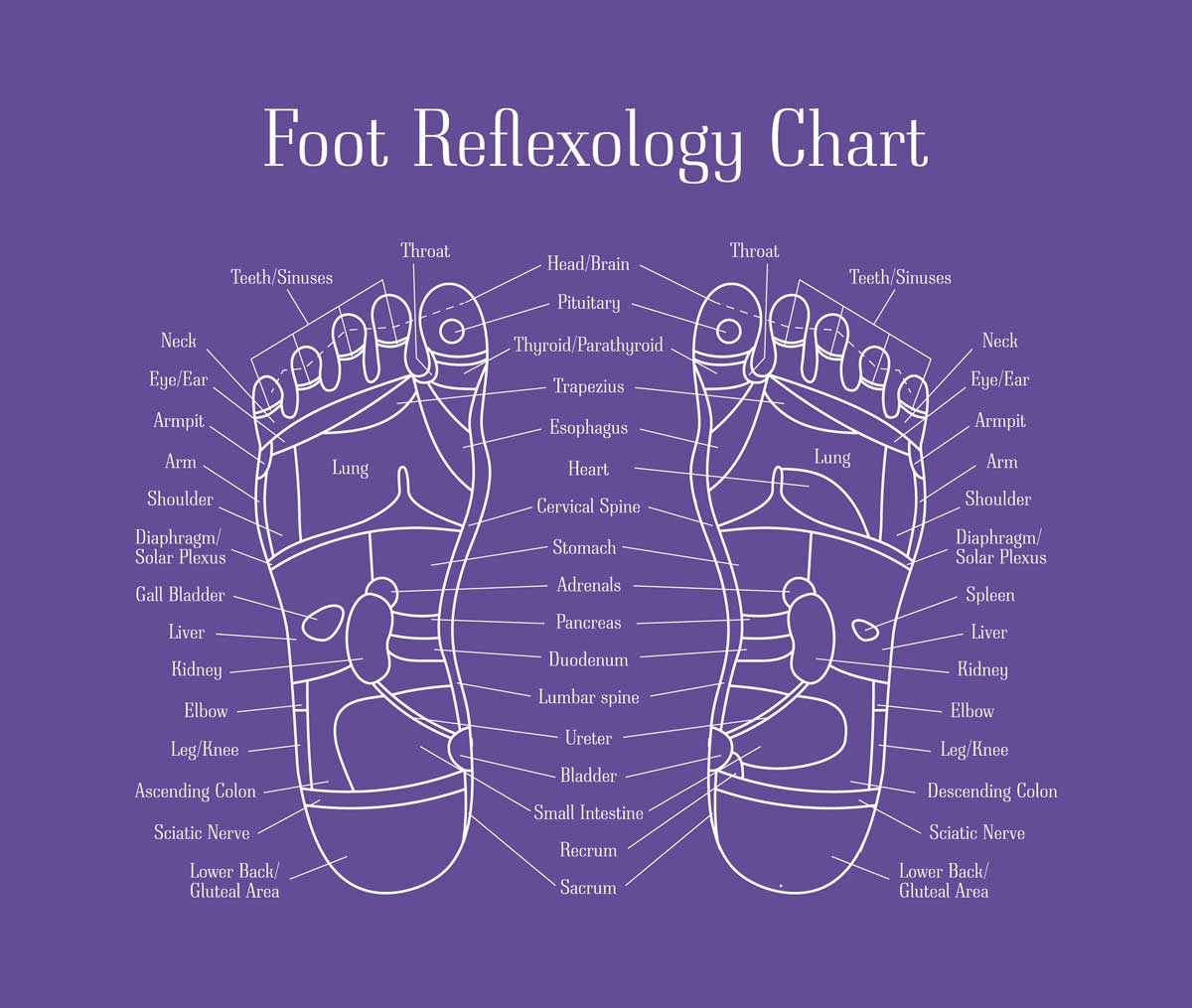 foot reflexology chart